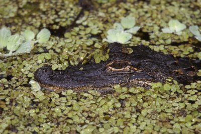 Alligator Corkscrew Swamp