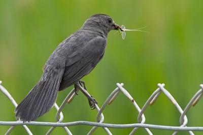 Catbird Caterpillar and Mayfly