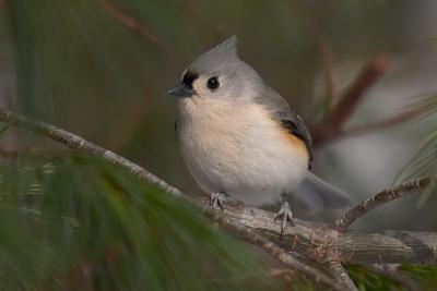 Tufted Titmouse