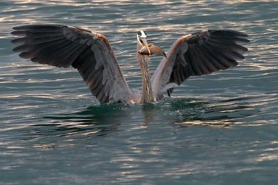Great Blue Heron and Fish