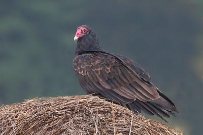 Turkey Vulture