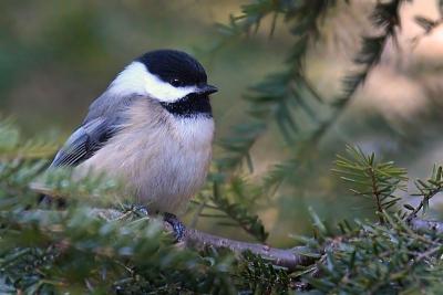 Chickadee in the Hemlock