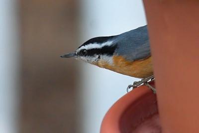 Red-breasted Nuthatch