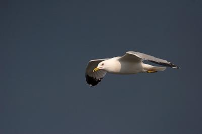 Ring-billed Gull