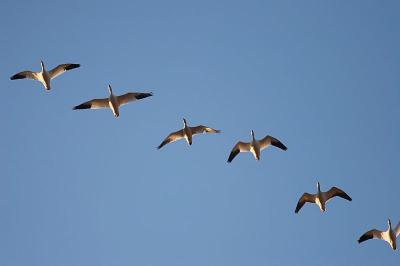 Snow Geese