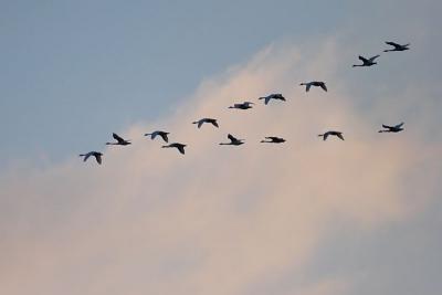 Tundra Swans