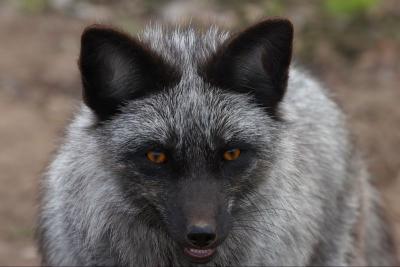 Captive Silver Fox