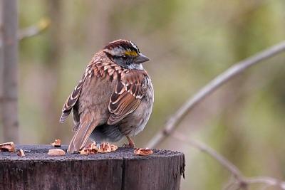 White-throated Sparrow