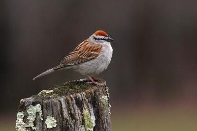 Chipping Sparrow