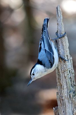 White-breasted Nuthatch