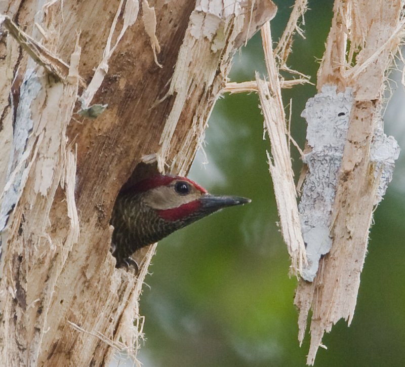 Golden-olive Woodpecker