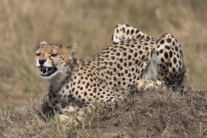 Cheetah with teeth