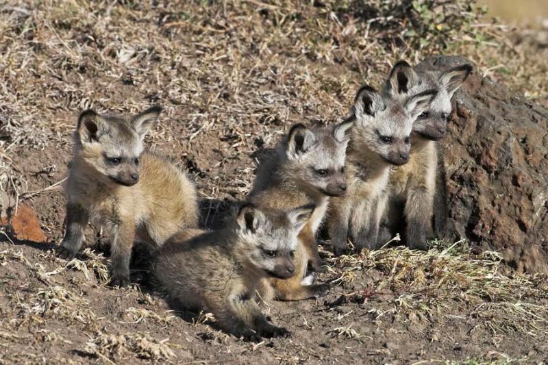 Bat-eared fox pups at den entrance