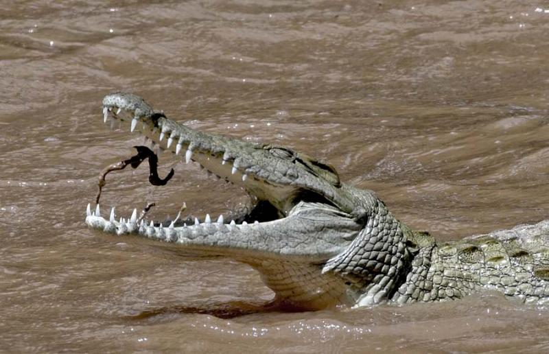 Croc snack