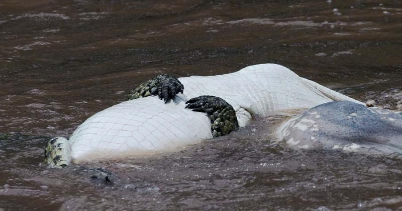 Croc spin