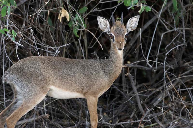 Dik-dik