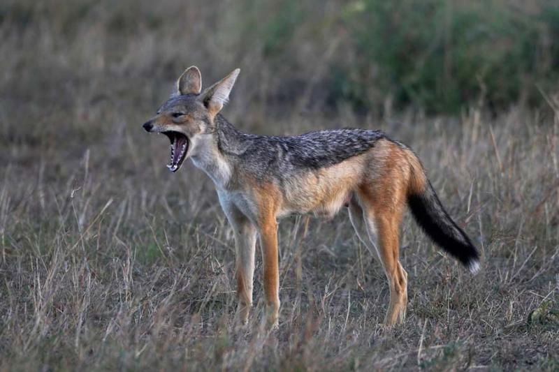 Black-striped Jackal