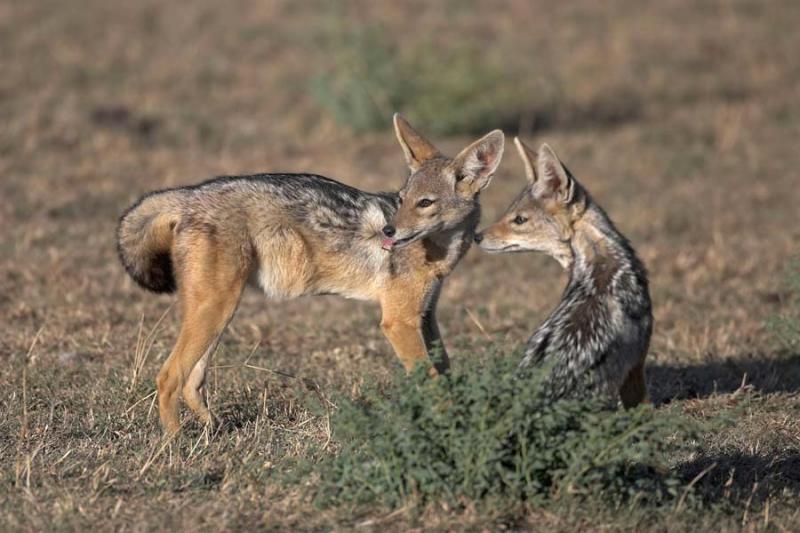 Black-striped Jackal pair