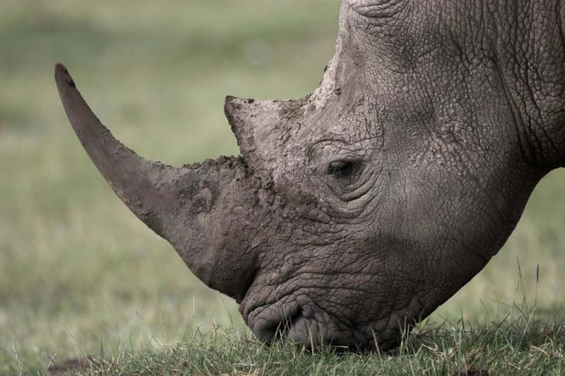 Rhino head