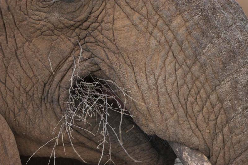 Elephant close-up