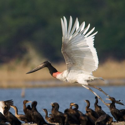 Jabiru