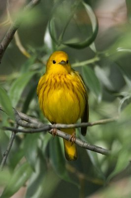 Yellow Warbler