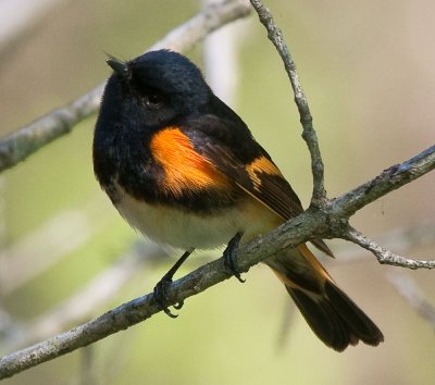 American Redstart
