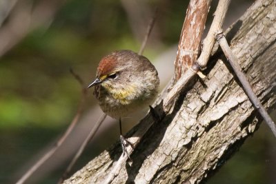 Palm Warbler