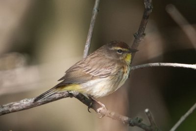 Palm Warbler