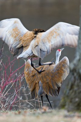 Mating Sandhill Cranes - A