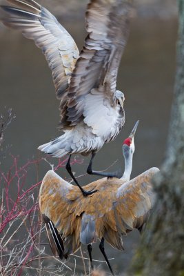 Mating Sandhill Cranes - B