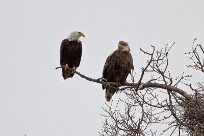 Distant morning Eagles