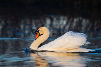 Swan down