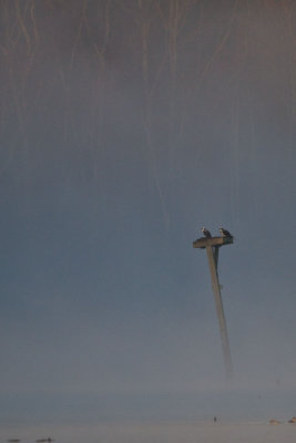 Ospreys in the mist