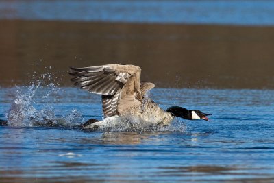 Nosy goose