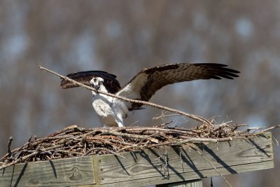 A new stick