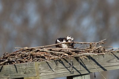 A new stick