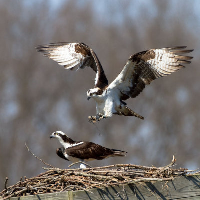 Landing practice