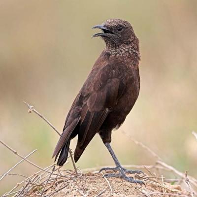 Northern Anteater Chat