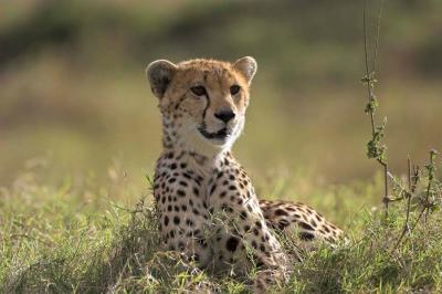 Cheetah with side light