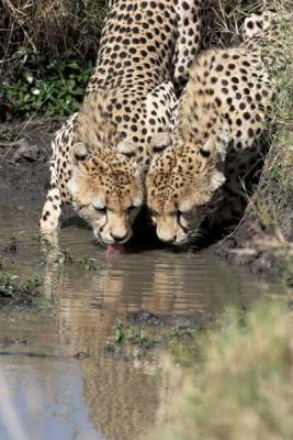 Two brothers drinking