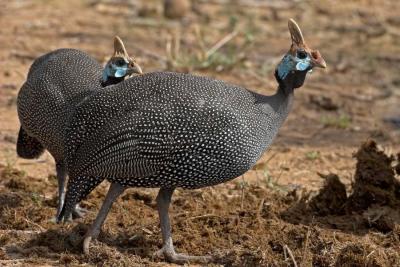 Helmeted Guineafowl