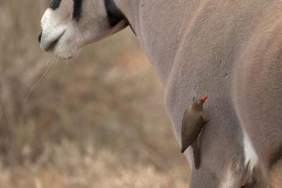 Red-Billed Oxpecker