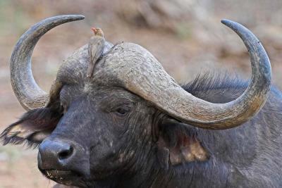 Red-Billed Oxpecker