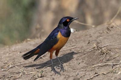 Hildebrandt's Starling