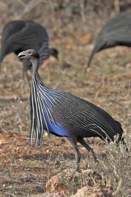 Vulturine Guineafowl