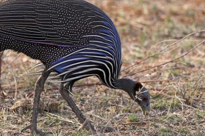 Vulturine Guineafowl