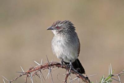 White-Browed Coucal