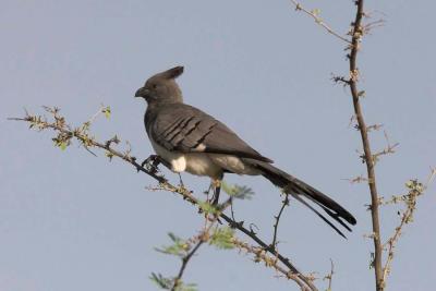 White-Bellied Go Away Bird