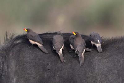 Yellow-Billed Oxpeckers